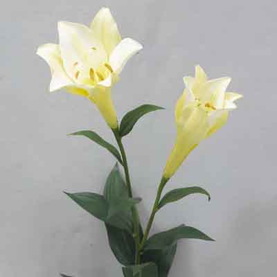 Lilium Longiflorum 38 inches # White/Yellow Stripe