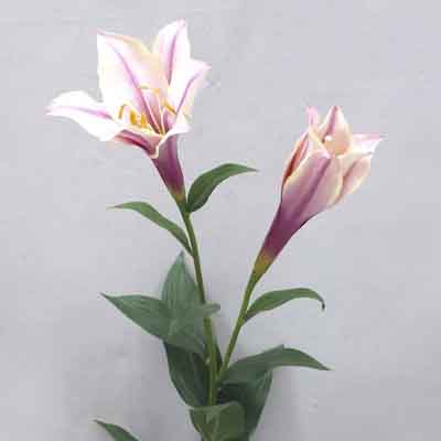 Lilium Longiflorum 38 inches # White/Lilac Stripe