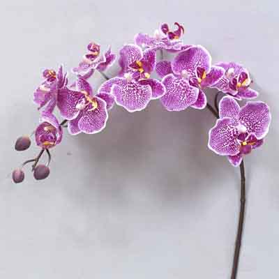 Super Orchid x9 41 inches # Net. Purple