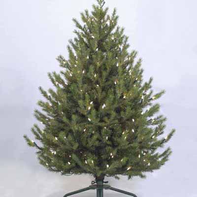 Pacific Pine