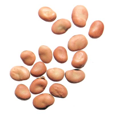 Broad Beans