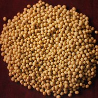 Sell Small Yellow Soya Beans