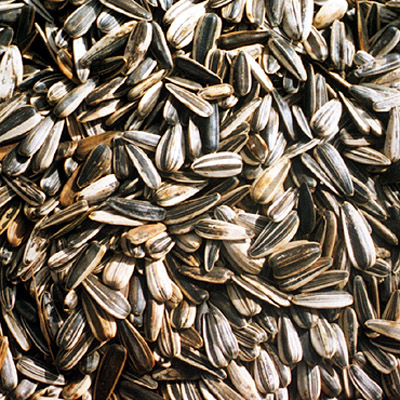 Sell Sun Floer Pumpkin Seeds