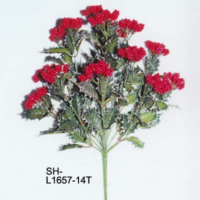 White Dusted & White Edge Hollie Bush x 14 w/Berries