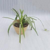 INDOOR PLANTER