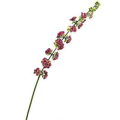 Stem Flowers