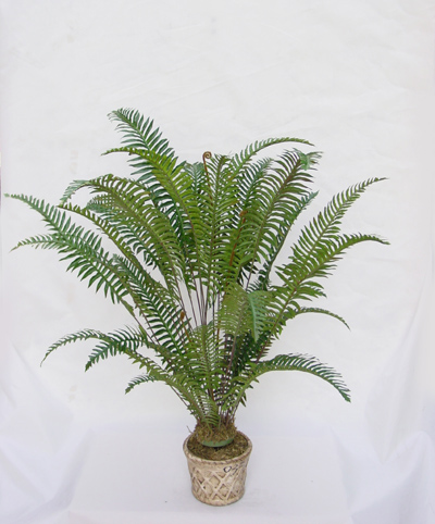33 inches RIVER FERN BUSH X 30
