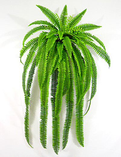 48 inches BOSTON FERN BUSH X 48 LVS (SELF-SHAPING)