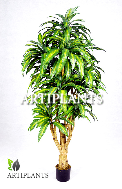 Sell artificial Dracaena Massangeana