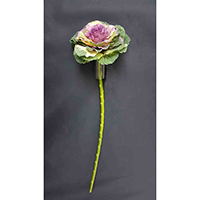 ORNAMENTAL CABBAGE