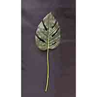 MONSTERA