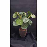 COTINUS ON POT