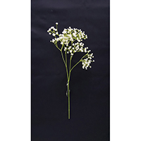 GYPSOPHILA