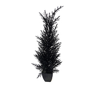 JUNIPER