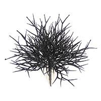 CORAL BUSH