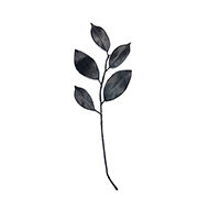 FICUS LEAF