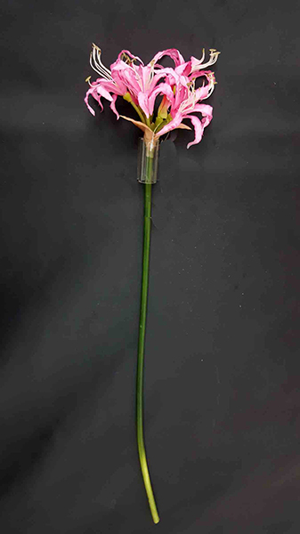 NERINE