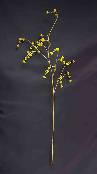 STIRLINGIA LATIFOLIA