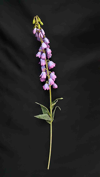 JEROME LILY