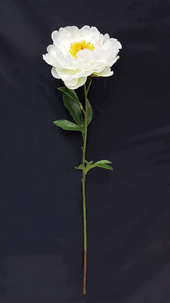 PEONY