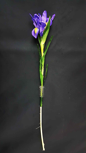 IRIS