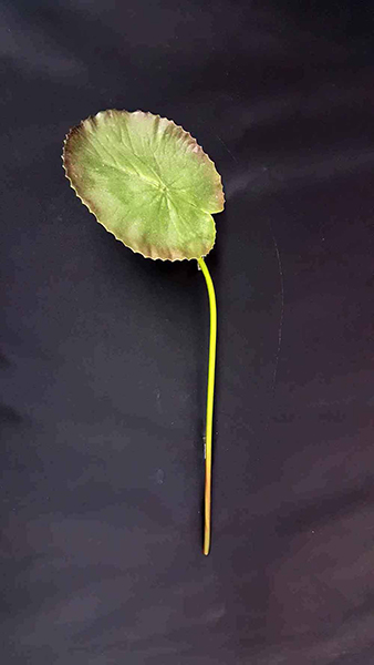 LOTUS LEAF