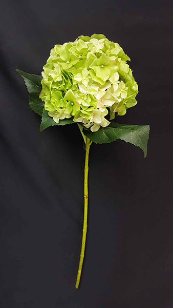 HYDRANGEA