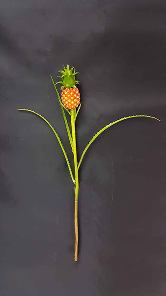 PINEAPPLE