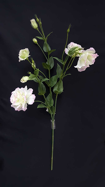 EUSTOMA