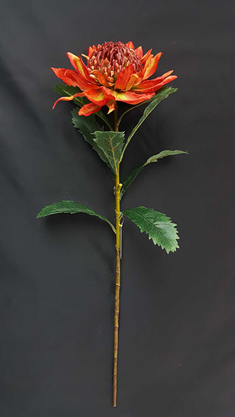 PROTEA