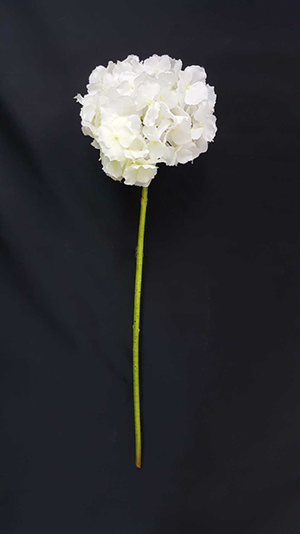 HYDRANGEA