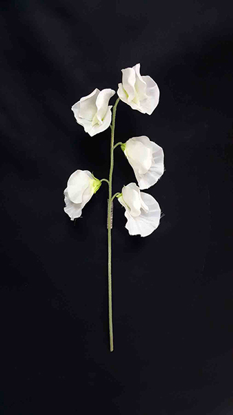 SWEET PEA