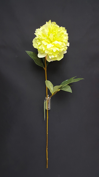 PEONY