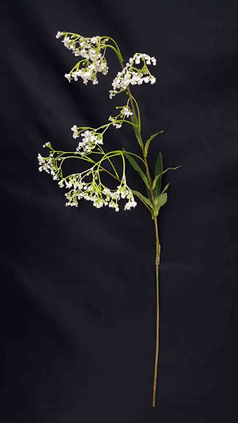 ROMANIAN FLORA