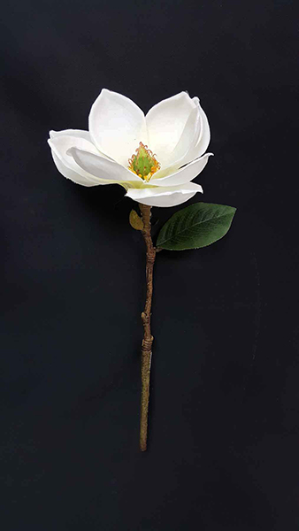 MAGNOLIA