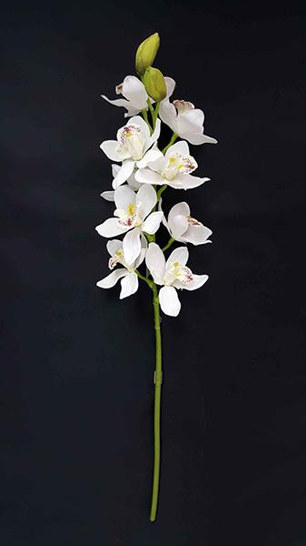 CYMBIDIUM