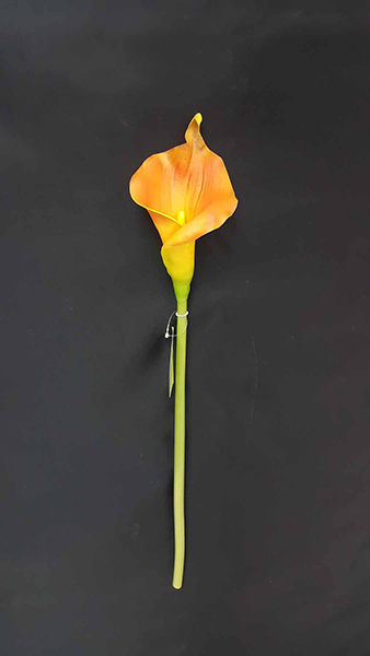 CALLA LILY