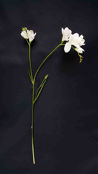FREESIA