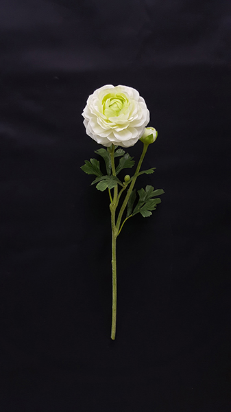 RANUNCULUS