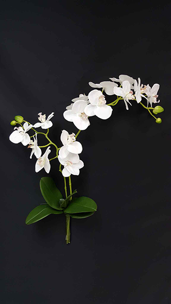 ORCHID