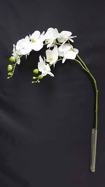 ORCHID