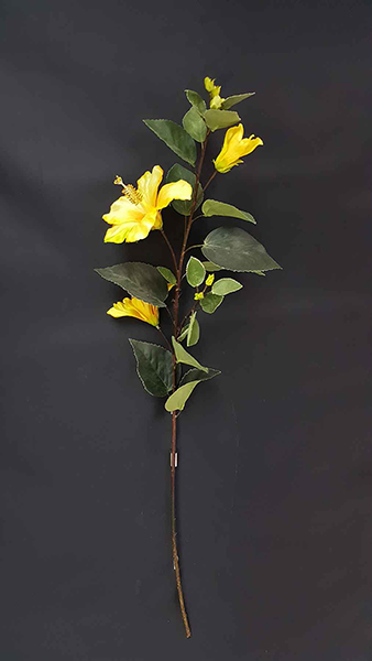 HIBISCUS