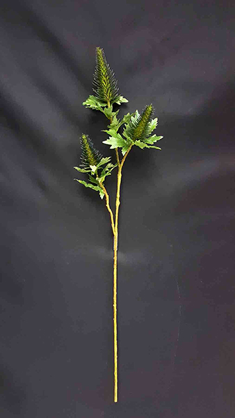 ERYNGIOMS