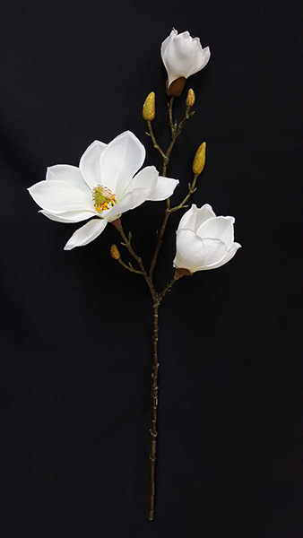 MAGNOLIA