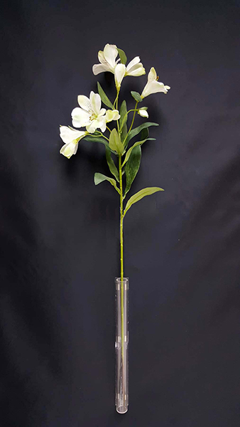 ALSTROMERIA