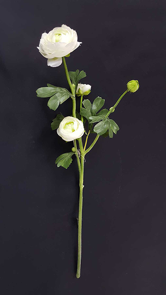 RANUNCULUS