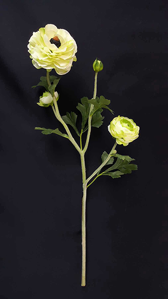 RANUNCULUS