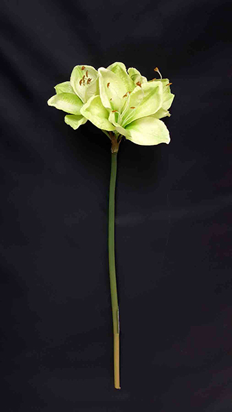 AMARYLLIS