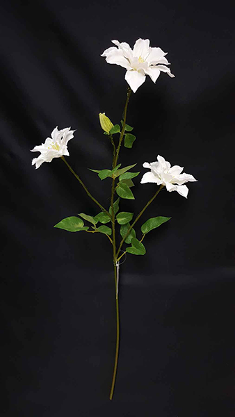 CLEMATIS