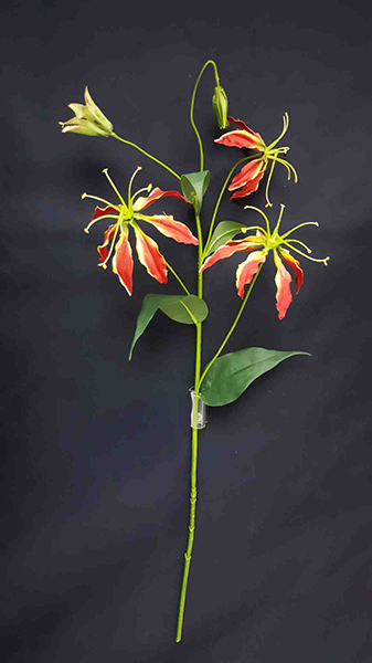 GLORIOSA